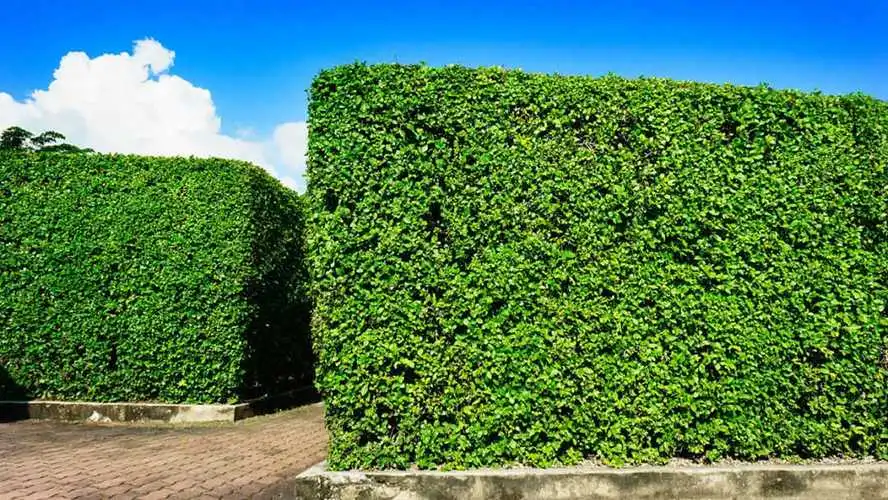 桦甸城市绿化常用的植物和花