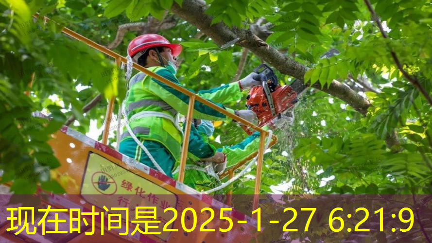 绿化工程在城市救灾和紧急响应中的关键作用是什么？