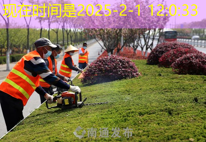 山西绿化工程求购苗木樟子松