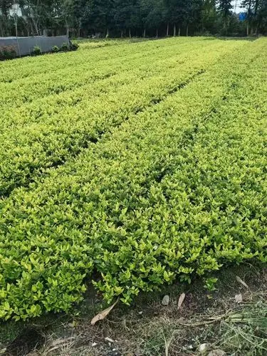 普陀区绿化工程设计师
